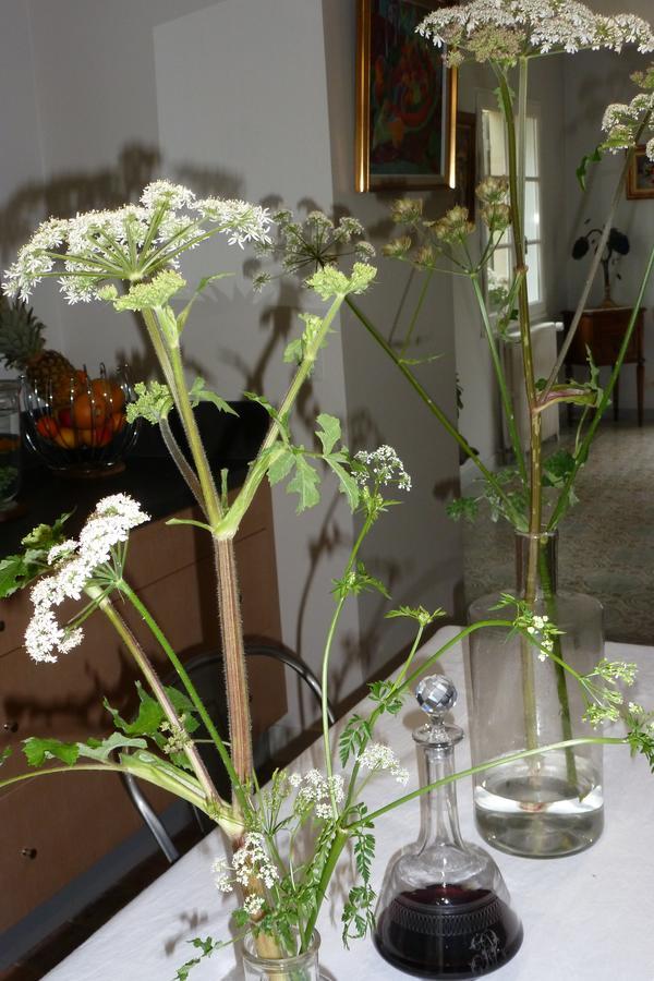 Le Petit Matin Bed & Breakfast Bayeux Dış mekan fotoğraf